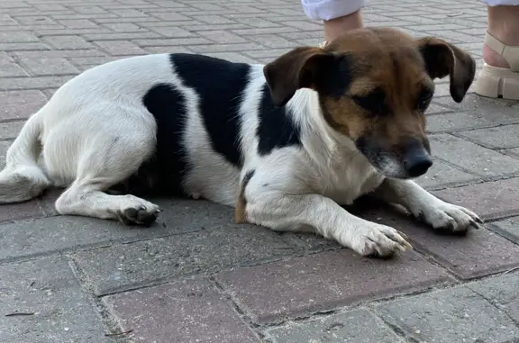 Собака найдена возле Биг Пиг, Большевистская ул., 60, Саранск