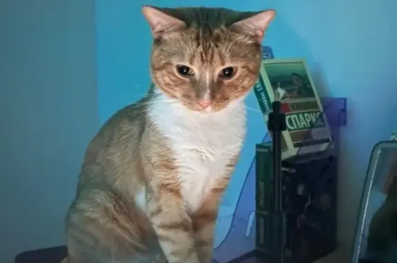 Кошки потеряшки, Москва, фото: Потеряшка кошка, адрес: Первомайская 58к1, Москва