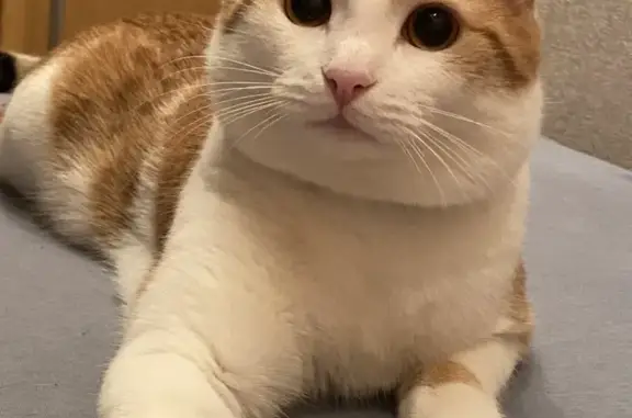 Кошки потеряшки, Новосибирск, фото: Потеряшка кошка рыжий с белым, ул. Челюскинцев, 44