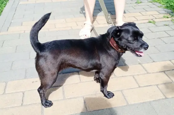 Найдена собака: черный окрас, Советская ул. 5, Липецк