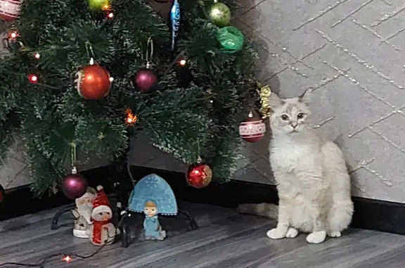 Пропала кошка: светлый окрас, голубые глаза, Привокзальная ул., Сургут