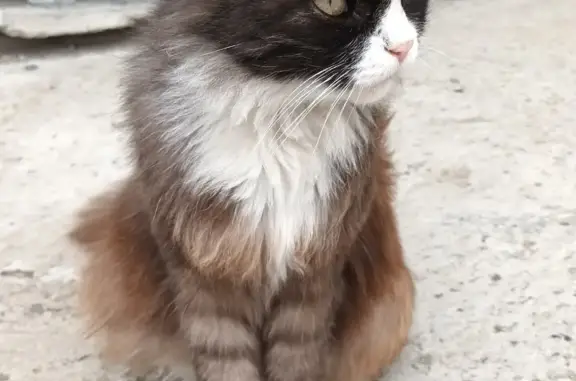 Найдена кошка: ул. Крупской, 118, Барнаул