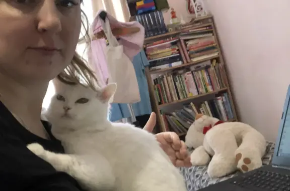 Кошки потеряшки, Новосибирск, фото: Потеряшка кошка Алиса, ул. Титова 12, Новосибирск