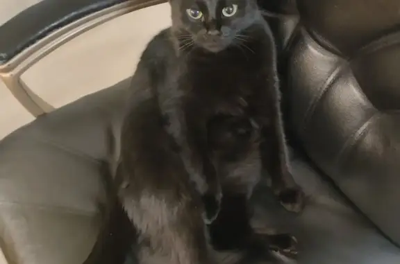 Пропала черная кошка Чила, Вытегорское шоссе, 74