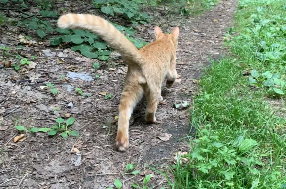 Найден голодный котик-подросток в лесу! Помощь нужна! (79194898043, Ветлужская ул., 38, Пермь)
