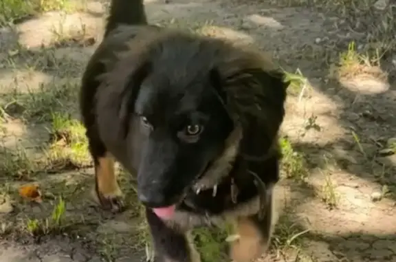 Найден щенок у ДК Ростсельмаш, Ростов-на-Дону