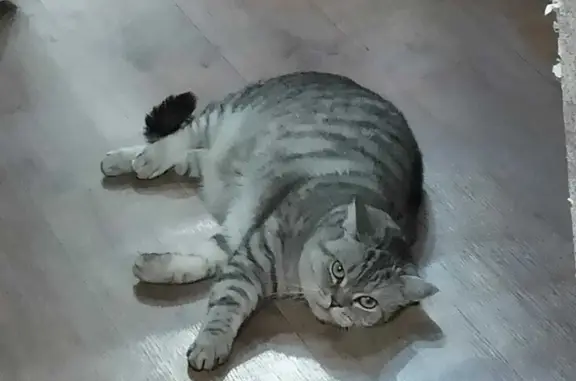 Пропала серая кошка в Бугульме, Татарстан