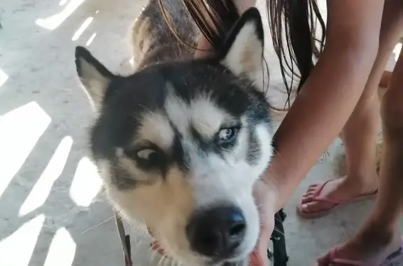 Найдена собака Хаски в Темрюке, Краснодарский край