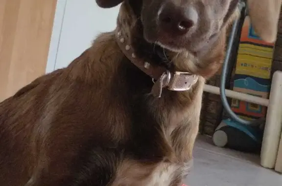 Пропала коричневая собака в районе Пионерского озера, Алтайский край