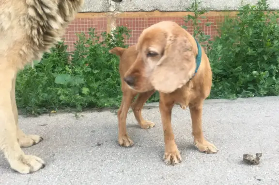 Собака рыжего окраса на Киевской ул., 23, Новосибирск