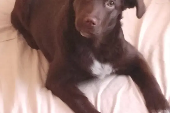 Пропала собака Шоколадная сучка лабрадор - ретривер 8 месяцев, ул. Окунева 1, Нижний Тагил