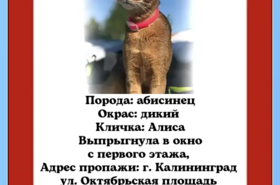 Пропала абиссинская кошка, Москворецкая наб., Москва