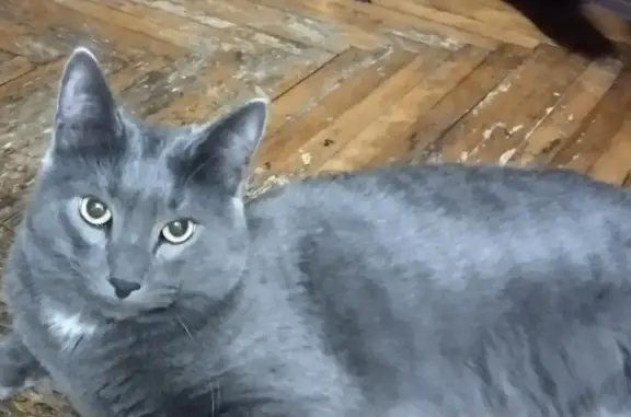 Потерянные животные Санкт-Петербург, фото: Пропала кошка Кот, окрас серо-голубой, пр-т Художников, 39 к1, СПб