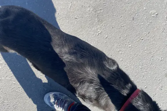 Найдена собака на Волковской улице, 49