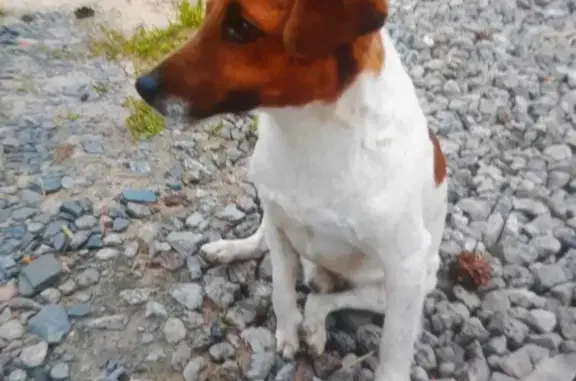Собака породы Ждек Рассел найдена на 1-й Раменской улице