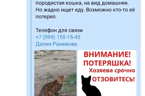 Потерянная породистая кошка в Усадах, ищет еду