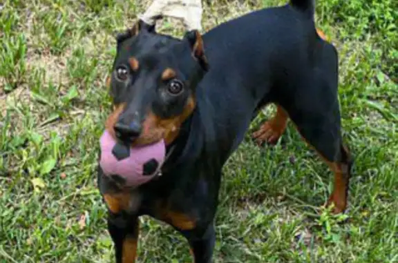 Потерянные животные Москва, фото: Пропала собака возле метро Вернадского, Удальцова 57