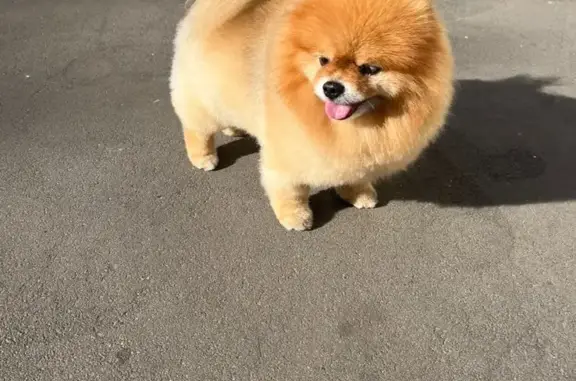 Потерянные животные Москва, фото: Пропал палевый шпиц, 9 лет, ул. Дунаевского, Москва