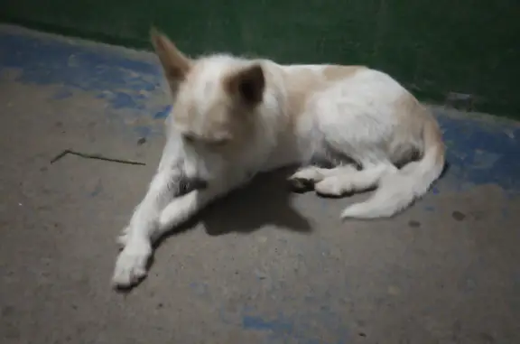 Собака найдена: Шумилова 30, Чебоксары