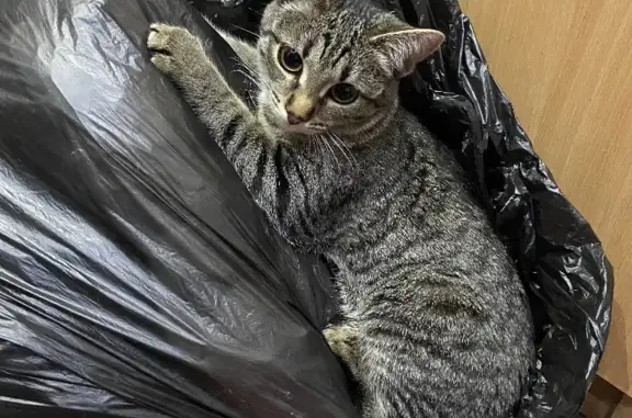 Кошки потеряшки, Киров, фото: Потеряшка кошка, ул. Риммы Юровской, 4