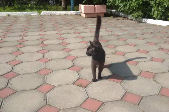 Пропала кошка на ул. Аскольдовцев, 18, Мурманск