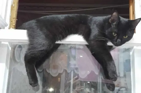 Кошки потеряшки, Набережные Челны, фото: Потеряшка чёрный кот, СНТ Орбита 2, Татарстан