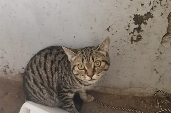 Потерянный котенок найден на улице Урванцева, 33