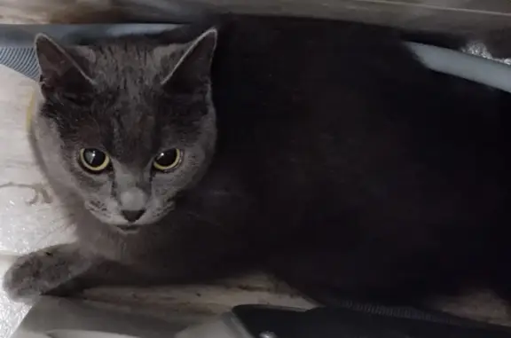 Найдена кошка в Анапе: Владимирская 142