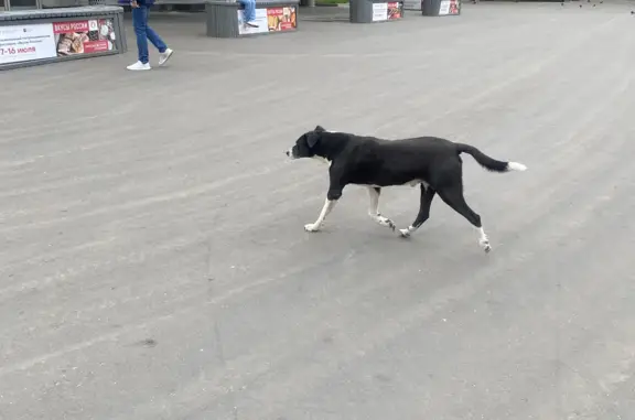 Потерянная собака возле метро Молодежная, Москва