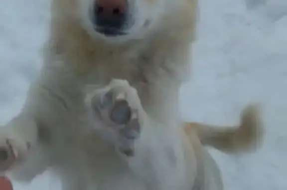 Пропала собака Мальчик, окрас белый с рыжим. Улица Чехова, 37, Белокуриха