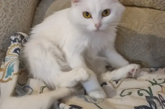 Пропала белая кошка: ул. Галкина, 18, Пласт