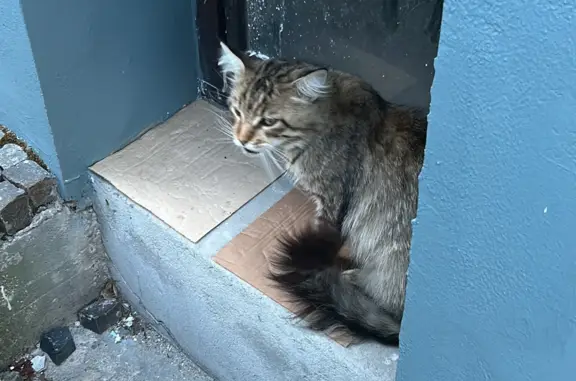 Найдена ласковая кошка возле отеля Чайковского, 43