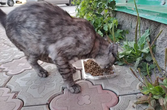 Пропавший голодный кот в Булгаково, Башкортостан
