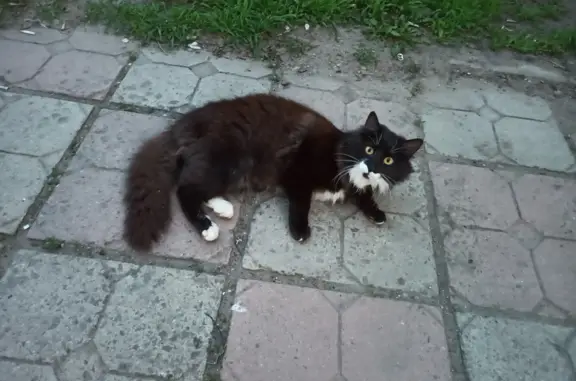 Пропала кошка Котик в г. Луганске, д. 19 ул. 2-я Краснознаменная