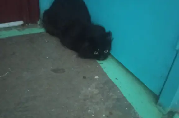 Найдена кошка: Побежимова, 13, Красноярск