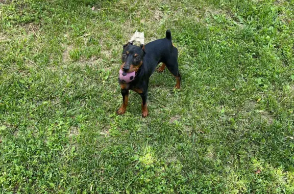 Объявления о пропавших и найденных животных, Москва, фото: Пропала собака: Удальцова 57, Москва