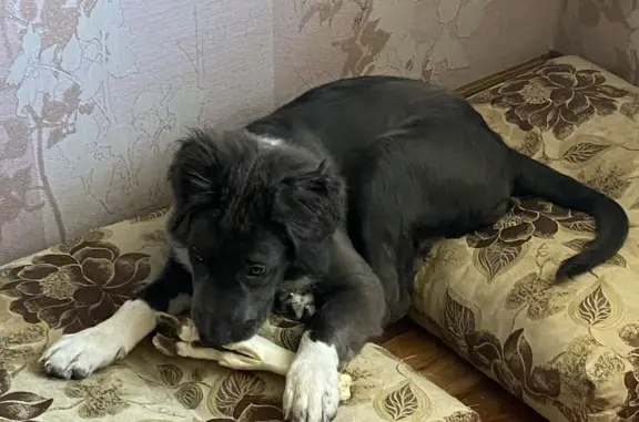 Пропала собака: серая с белыми лапками, Верх-Тулинский сельсовет, Новосибирская обл.