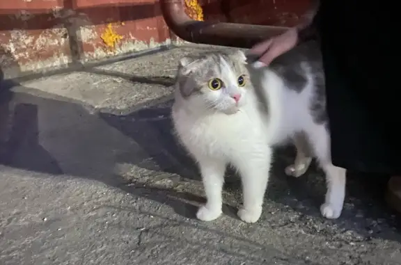 Найдена кошка на Югорской ул., 7, Сургут