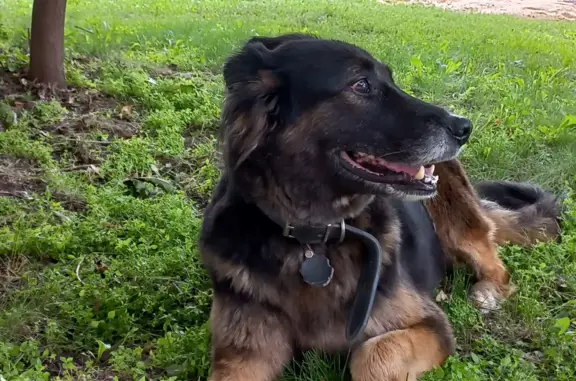 Найдена собака, Москва, фото: Найдена собака на Люблинской ул., Москва