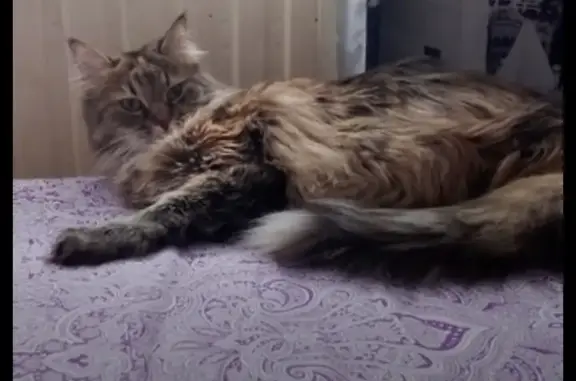 Кошки потеряшки, Санкт-Петербург, фото: Потеряшка кошка: Брюсовская ул., 8, СПб