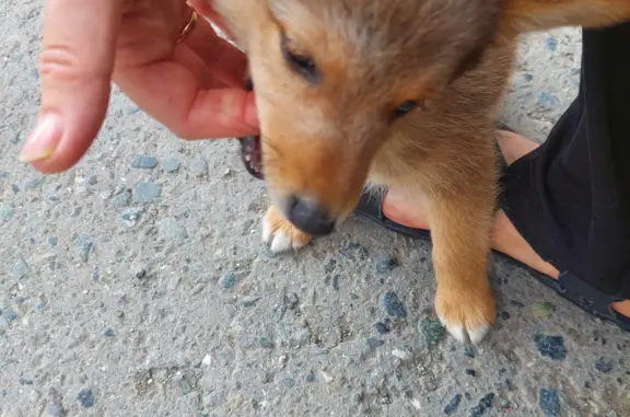 Найден щенок на ул. Кирова, 5, Серов