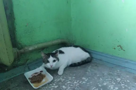 Потерян кот, ул. Белинского, Екатеринбург