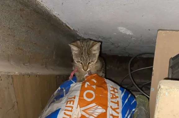 Найдена кошка на ул. Кирова, 155, Тула