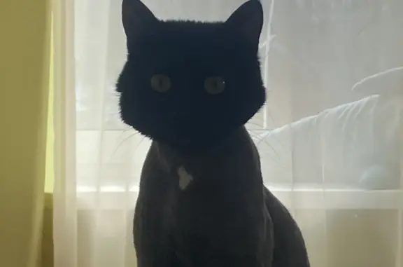 Пропала черная кошка в Самаре