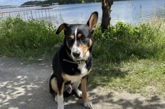 Найден пес в ДНТ на озере Увильды, ищем хозяина