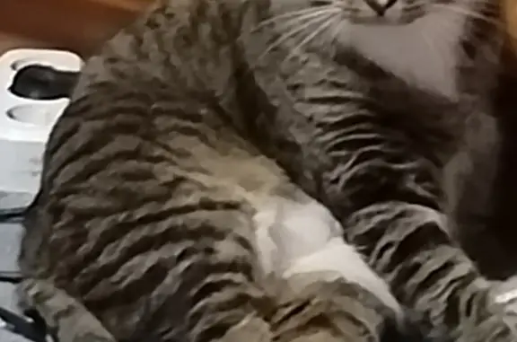 Потерянные животные Москва, фото: Пропал кот, улица Адмирала Руднева, 18, Москва