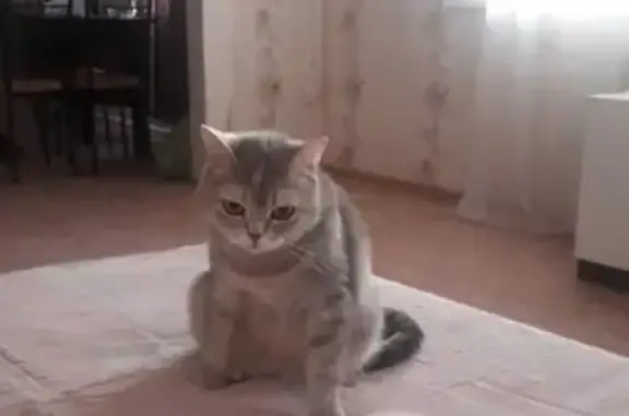 Кошки потеряшки, Набережные Челны, фото: Потеряшка кошка, серо-рыжая, 5 лет, Наб. Челны, 49/25А