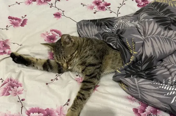 Пропала кошка Полосатый в Астрахани, вознаграждение.