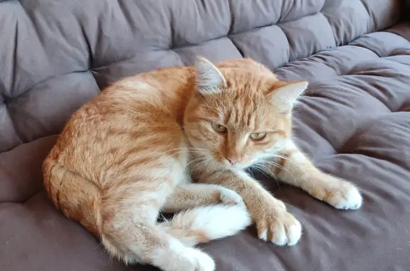 Рыжий домашний кот найден на Приветливом переулке, Омск