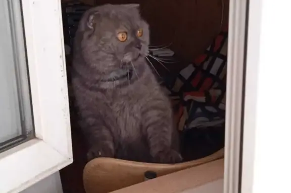 Пропала кошка Кот в Челябинске